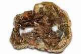Polished Petrified Wood Dish - Madagascar #337269-1